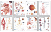 Human Anatomy Chart Pack X8 Poster