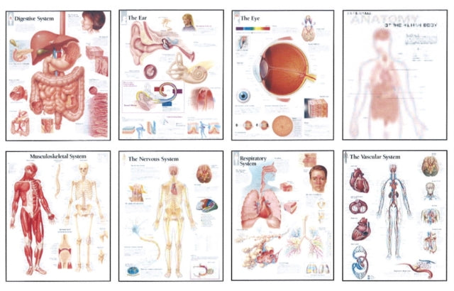 Human Anatomy Chart Pack X8 Poster