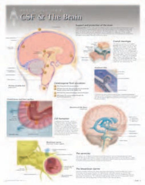 Csf The Brain Laminated Poster