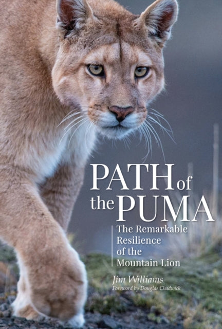 Path Of The Puma By Williams, Jim