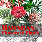 Hawaiian Flowers   Plants