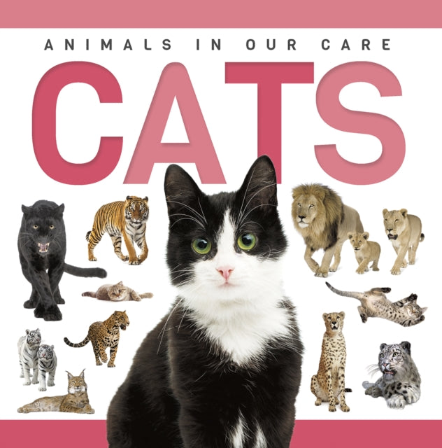Cats By Phillips-bartlett, R