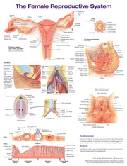 Female Reproductive System Anatomical Ch