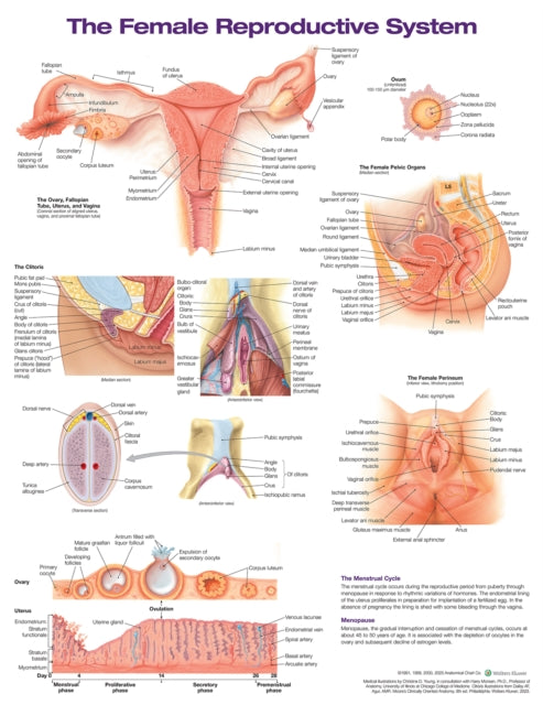 Female Reproductive System Anatomical Ch