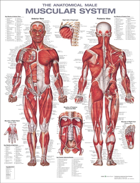 Male Muscular System