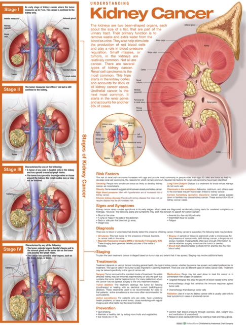 Understanding Kidney Cancer Anatomical C