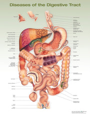 Diseases Of The Digestive Tract Anatomic