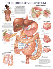 Digestive System Anatomical Chart 2e