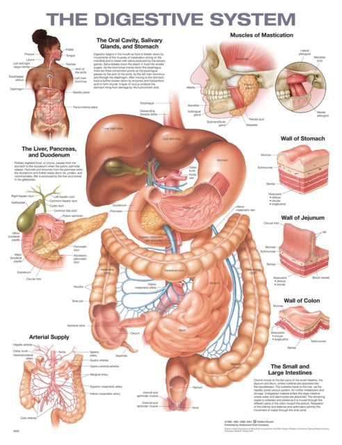 Digestive System Anatomical Chart 2e