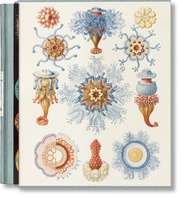 Art And Science Of Ernst Haeckel