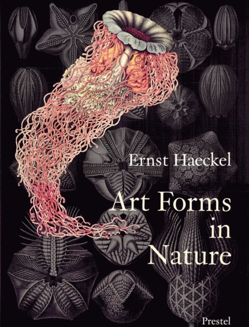 Art Forms In Nature Ernst Haeckl Prints