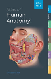 Kenhub Atlas Of Human Anatomy By <![cdata[]]>