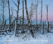 In Search Of Amnesia