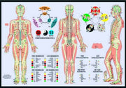 Meridians & The Five Elements By Plastified, A
