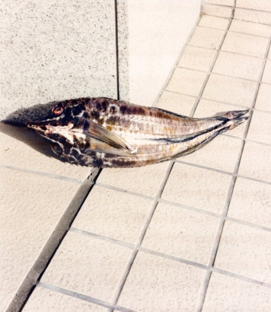 Tokyo Fishgraphs Ii