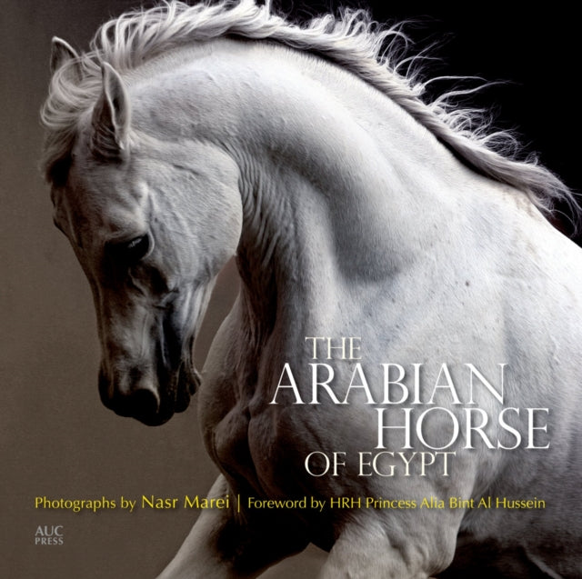 Arabian Horse Of Egypt