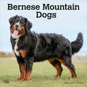Bernese Mountain Dogs 2026 Square Flap