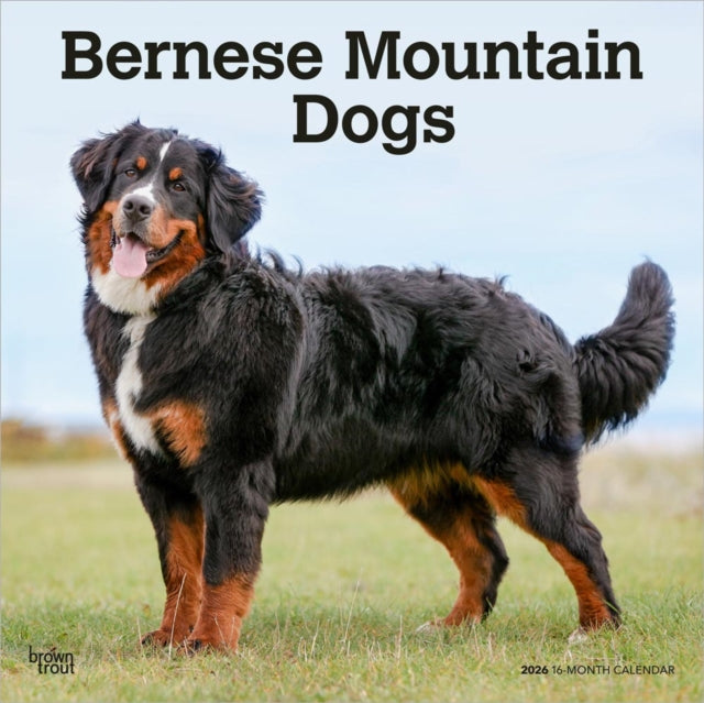 Bernese Mountain Dogs 2026 Square Flap