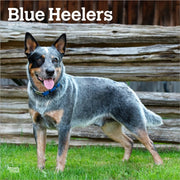 Blue Heelers 2026 Square Flap