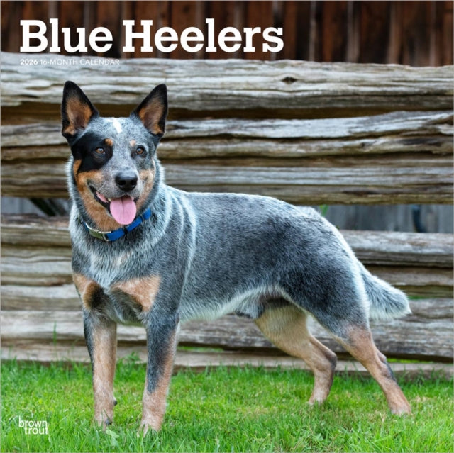 Blue Heelers 2026 Square Flap