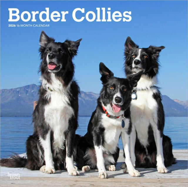 Border Collies 2026 Square Flap