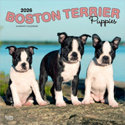 Boston Terrier Puppies 2026 Square Flap