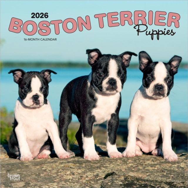 Boston Terrier Puppies 2026 Square Flap