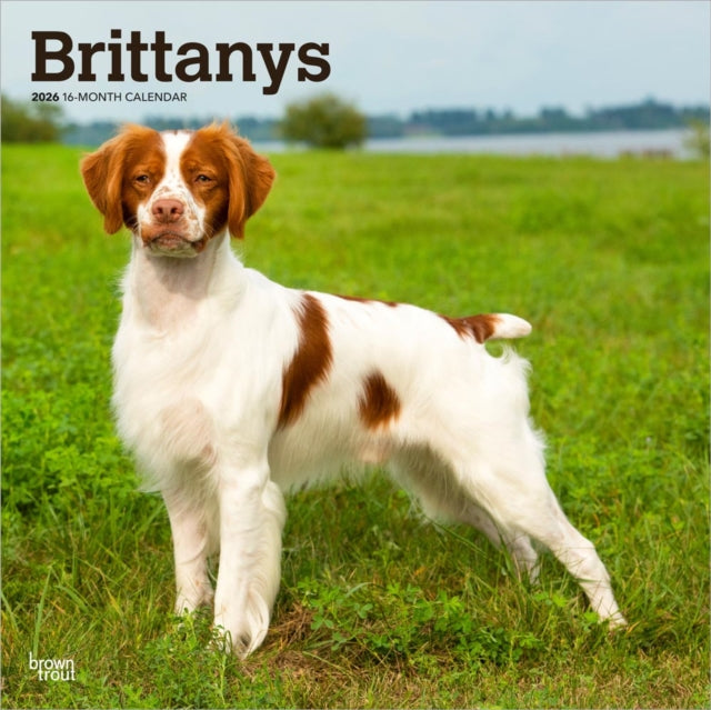 Brittanys 2026 Square Flap