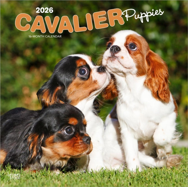 Cavalier King Charles Spaniel Puppies 20