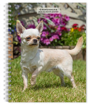 Chihuahuas 2026 Engagement