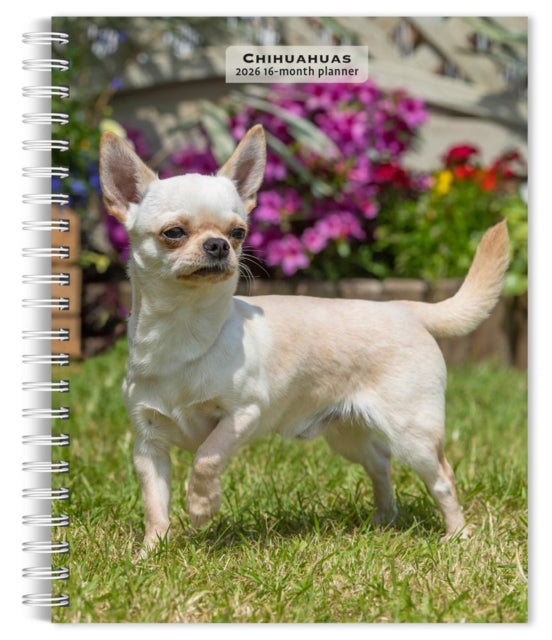 Chihuahuas 2026 Engagement