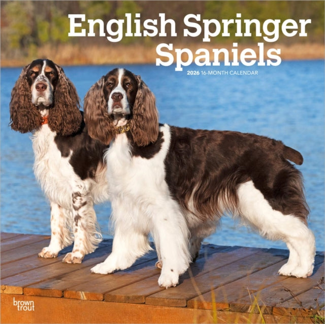 English Springer Spaniels 2026 Square Fl
