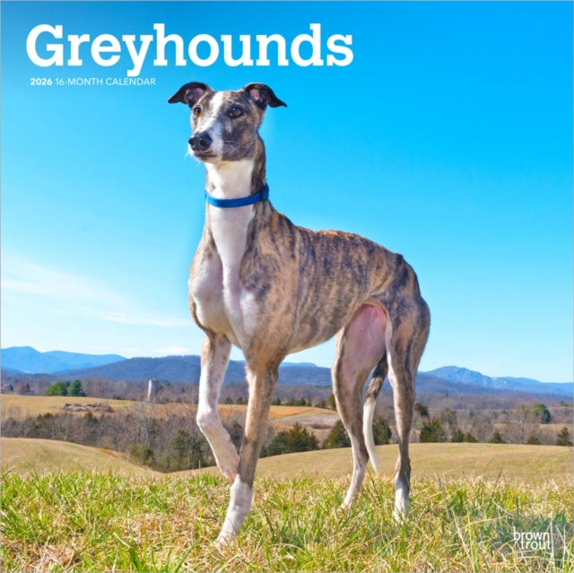 Greyhounds 2026 Square Flap