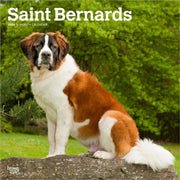 Saint Bernards 2026 Square Flap