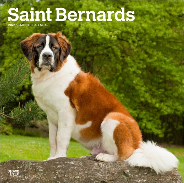 Saint Bernards 2026 Square Flap