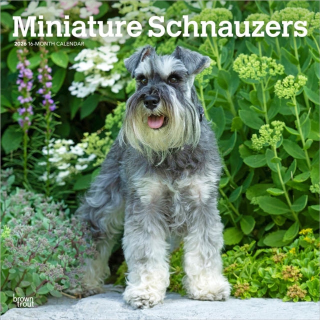 Schnauzers Miniature 2026 Square Flap