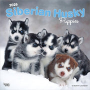 Siberian Husky Puppies 2026 Square Flap