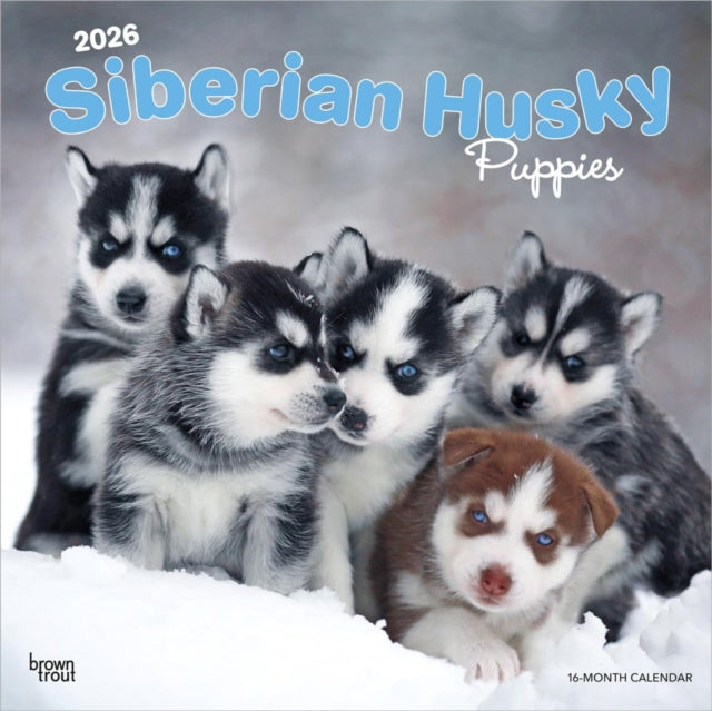 Siberian Husky Puppies 2026 Square Flap