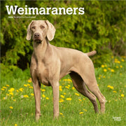 Weimaraners 2026 Square Flap