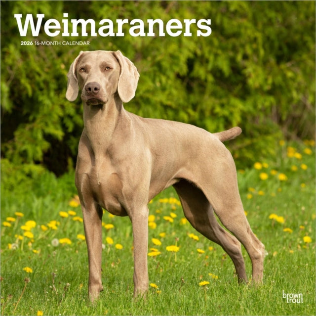 Weimaraners 2026 Square Flap
