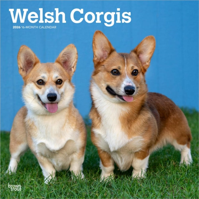 Welsh Corgis 2026 Square Flap