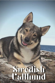 Swedish Vallhund: Dog Breed Overview And By Pustova, Nina