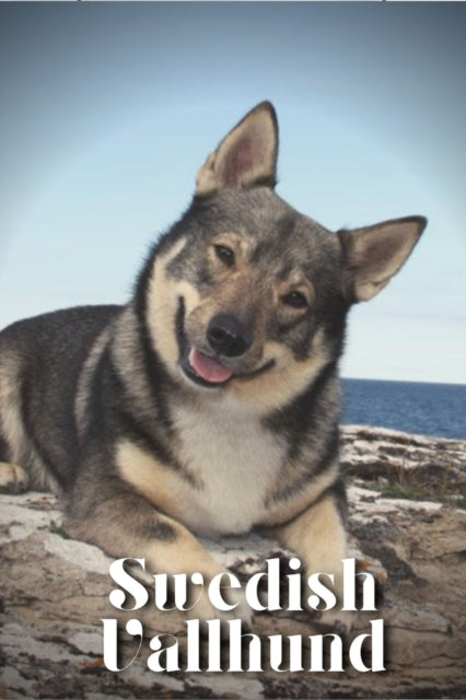 Swedish Vallhund: Dog Breed Overview And By Pustova, Nina