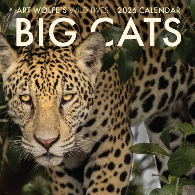 Big Cats Wall Calendar 2026